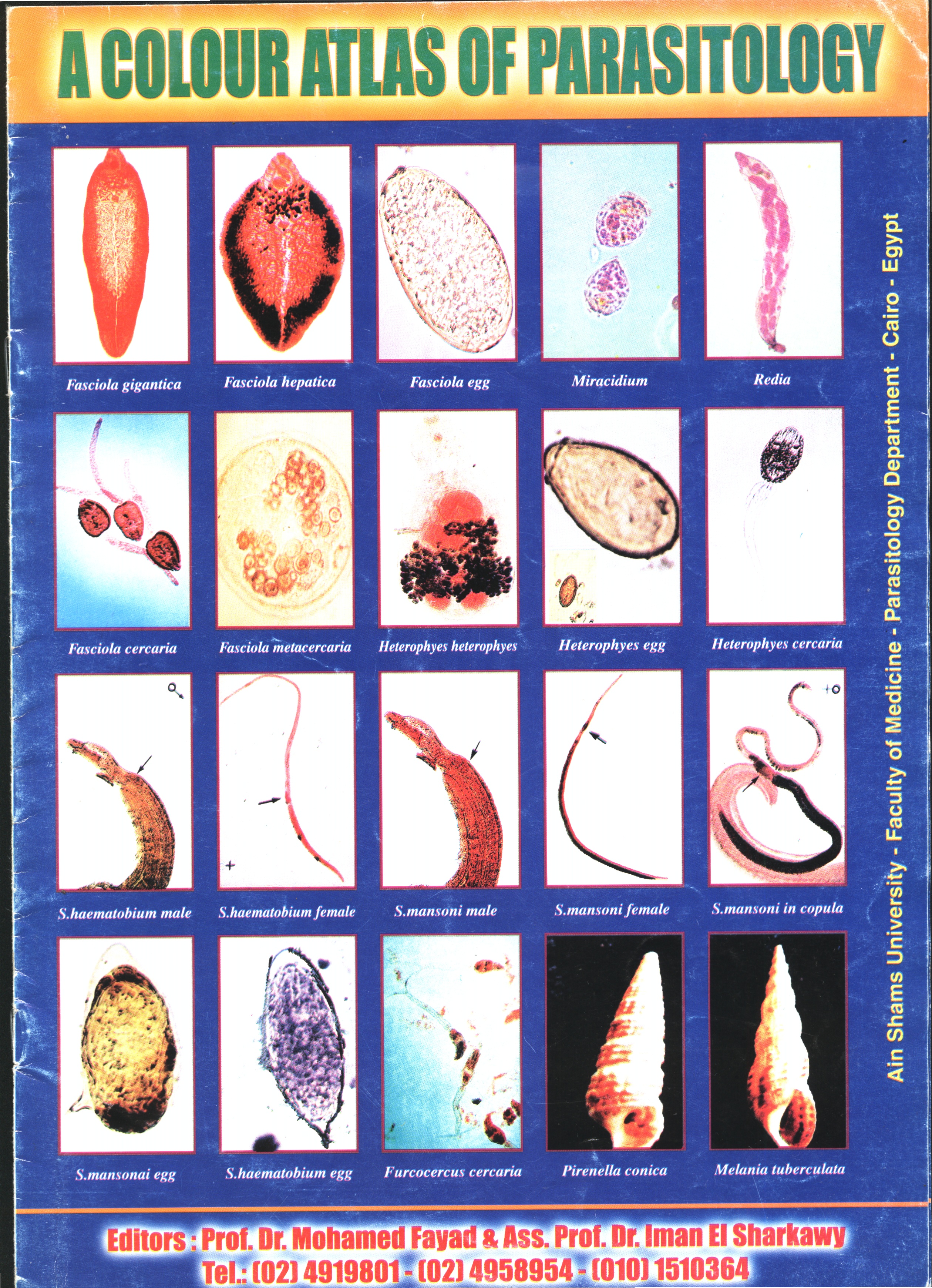 Marwa Saad Mohamady Mahmoud|Course Files:practical parasytology